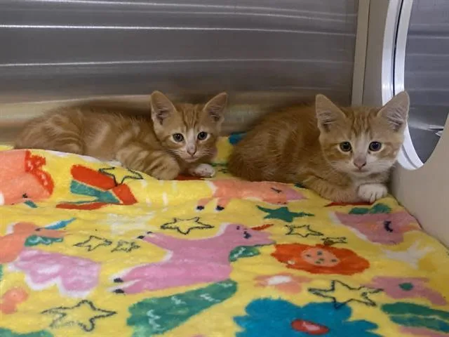 A baby small-sized male Domestic Short Hair cat named Nolan for adoption in Tustin, CA