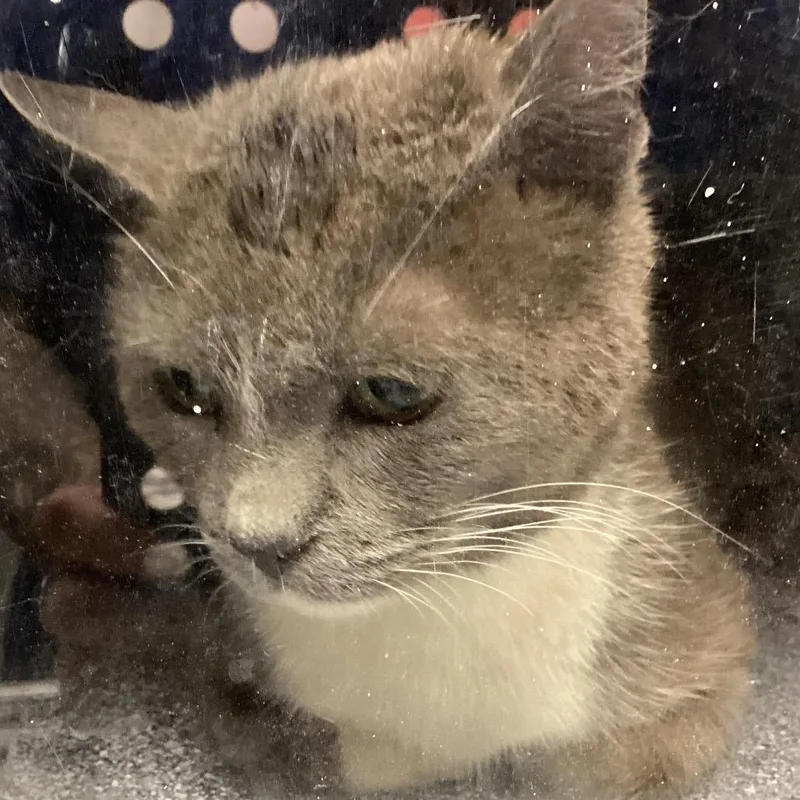 An adult medium-sized female Smoke Domestic Short Hair cat named Clarabelle for adoption in Greenville, SC