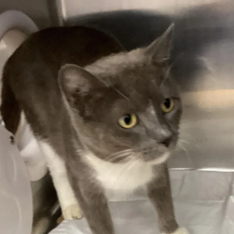 Clarabelle thumbnail 2