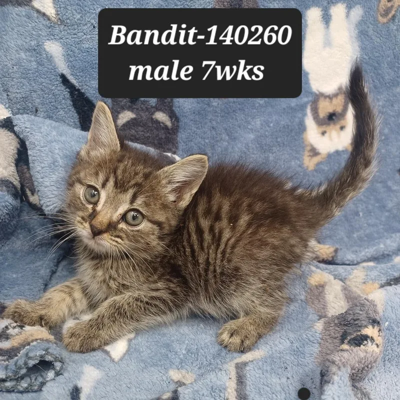 A baby small-sized male Domestic Short Hair cat named Bandit for adoption in New Tazewell, TN
