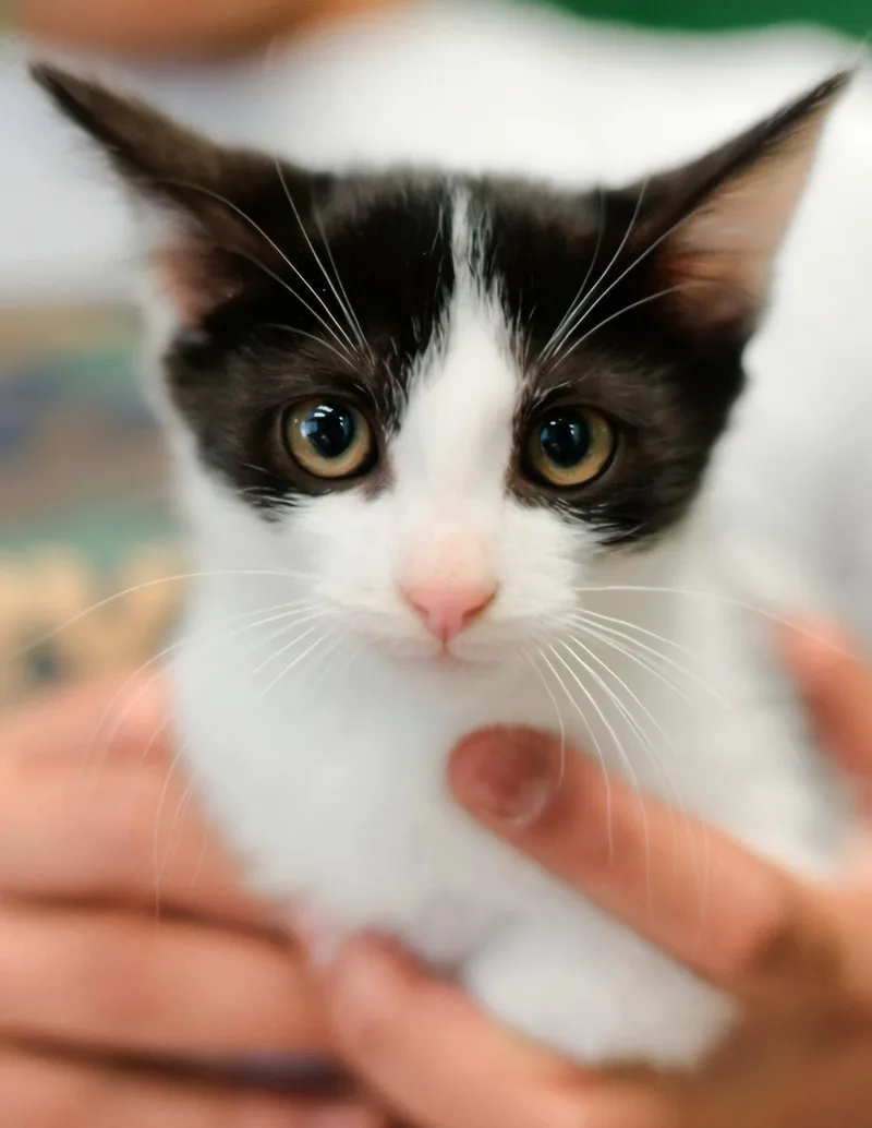 A baby medium-sized male Tuxedo cat named Carl for adoption in Campbell, CA