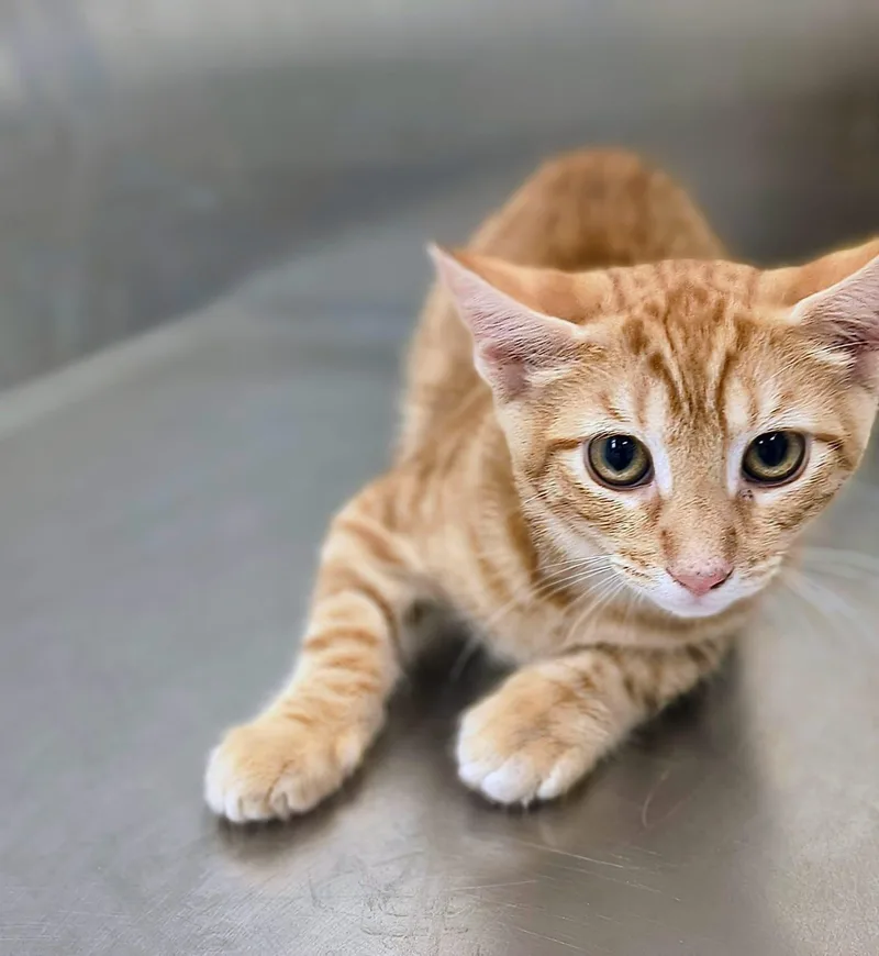 A baby large-sized male Tabby (Orange / Red) Domestic Short Hair cat named Meatball for adoption in Oriental, NC