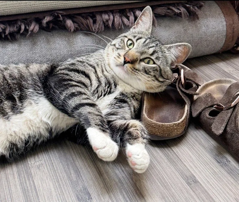 An adult medium-sized male Tabby cat named Rufus for adoption in Alameda, CA