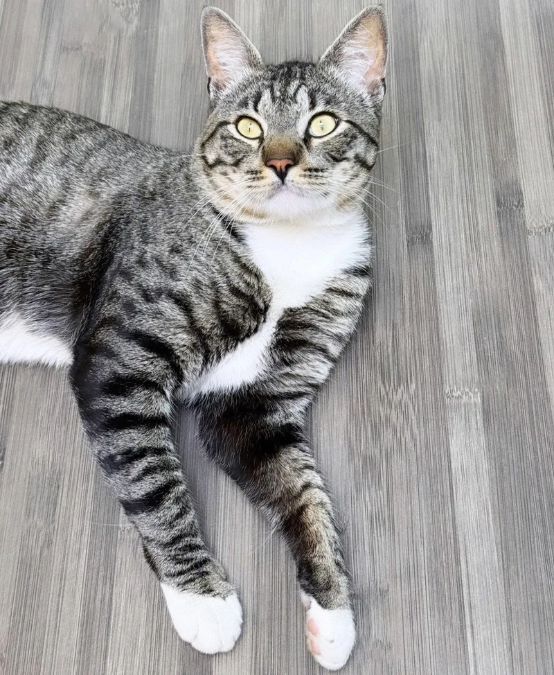 Rufus thumbnail 2