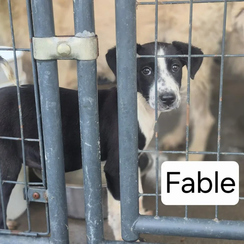Fable
