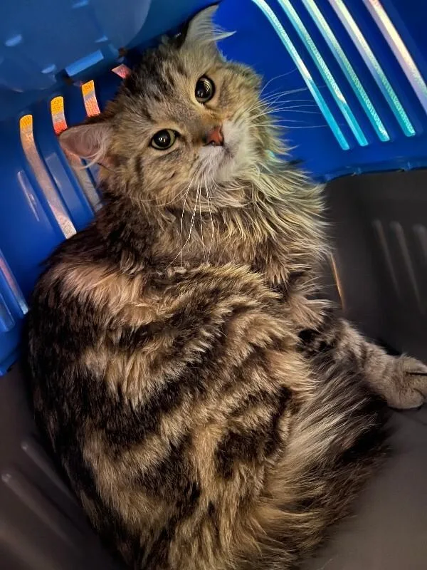 Chai Latte thumbnail 2