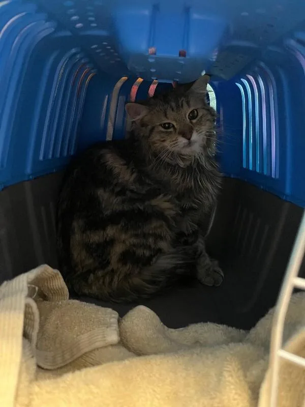 Chai Latte thumbnail 3