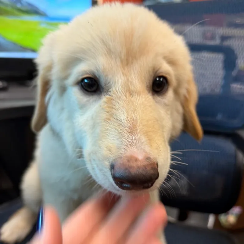 A baby medium-sized female White / Cream Australian Shepherd dog named Dolley Madison for adoption in Norman, OK