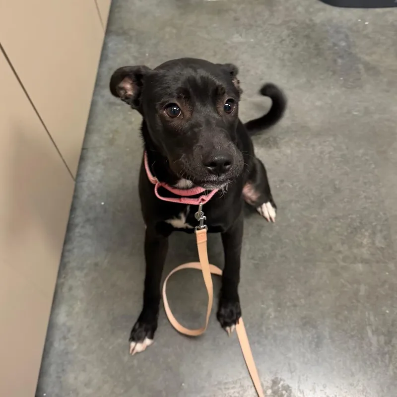 A young medium-sized female Black Mixed Breed dog named Kanga for adoption in Dickinson, TX