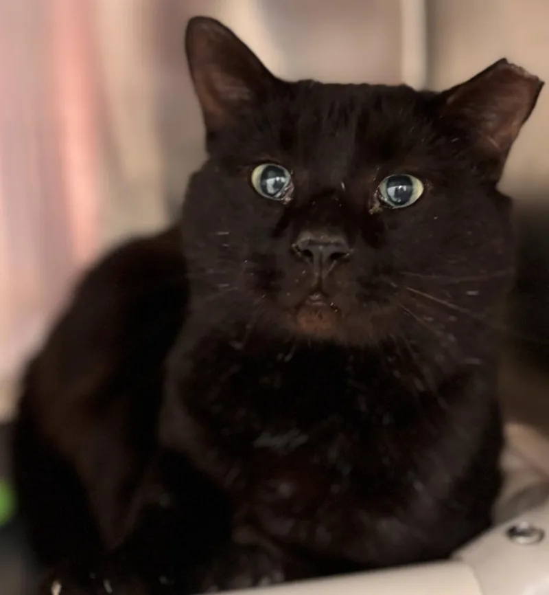 A young medium-sized male Domestic Short Hair cat named Vespurr for adoption in Madison, GA