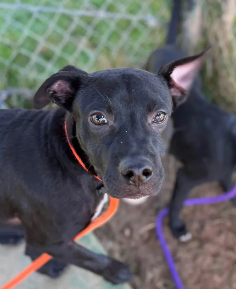 A baby medium-sized male Pit Bull Terrier dog named Forest for adoption in Manassas, VA