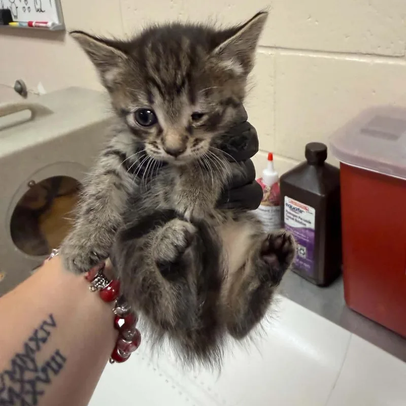A baby small-sized female Brown / Chocolate Domestic Short Hair cat named Oikos for adoption in Reno, NV