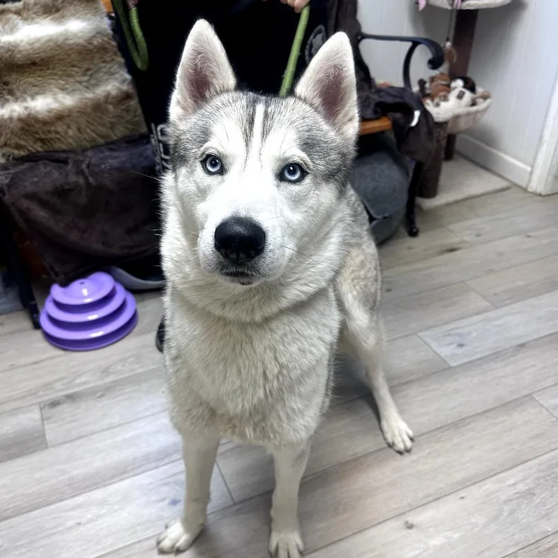 A young medium-sized male White / Cream Siberian Husky dog named Maverick for adoption in Waynesboro, PA