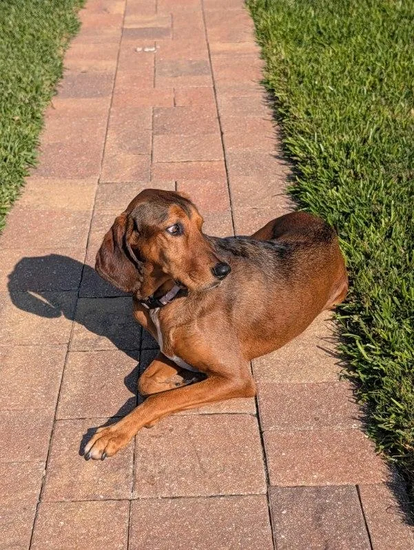 Courtesy Listing Ruby thumbnail 3