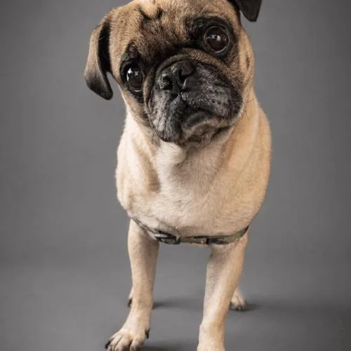 A young small-sized male Yellow / Tan / Blond / Fawn Pug dog named Jasper for adoption in Seattle, WA