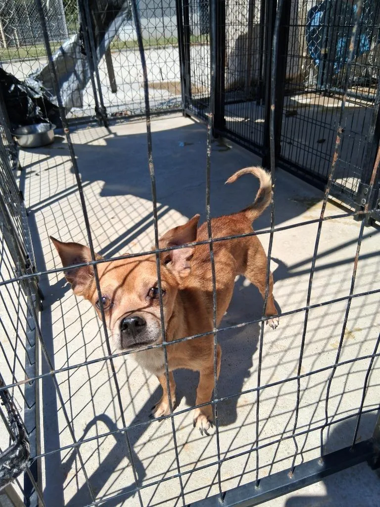An adult medium-sized male Mixed Breed dog named Scooby for adoption in Brownwood, TX