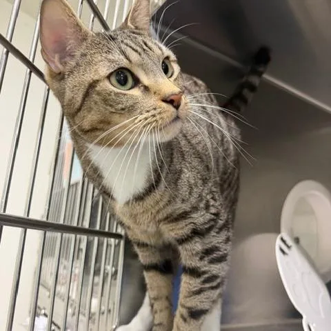 An adult large-sized male Domestic Short Hair cat named Atreus for adoption in Cumming, GA