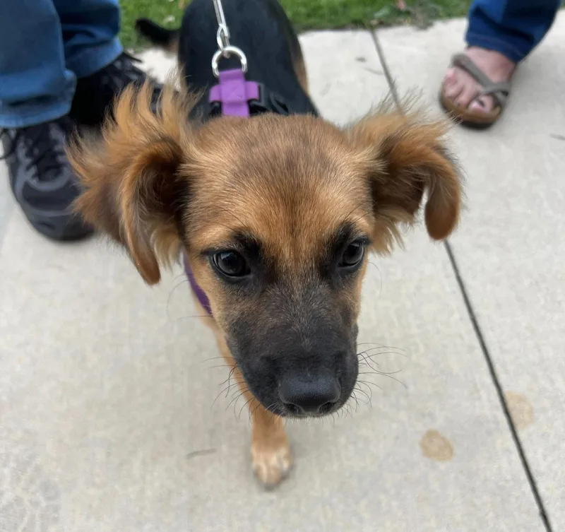 A baby medium-sized female German Shepherd Dog dog named Hibiscus for adoption in Pflugerville, TX