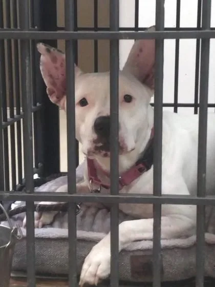 An adult medium-sized female Pit Bull Terrier dog named Peach for adoption in Palm Coast, FL