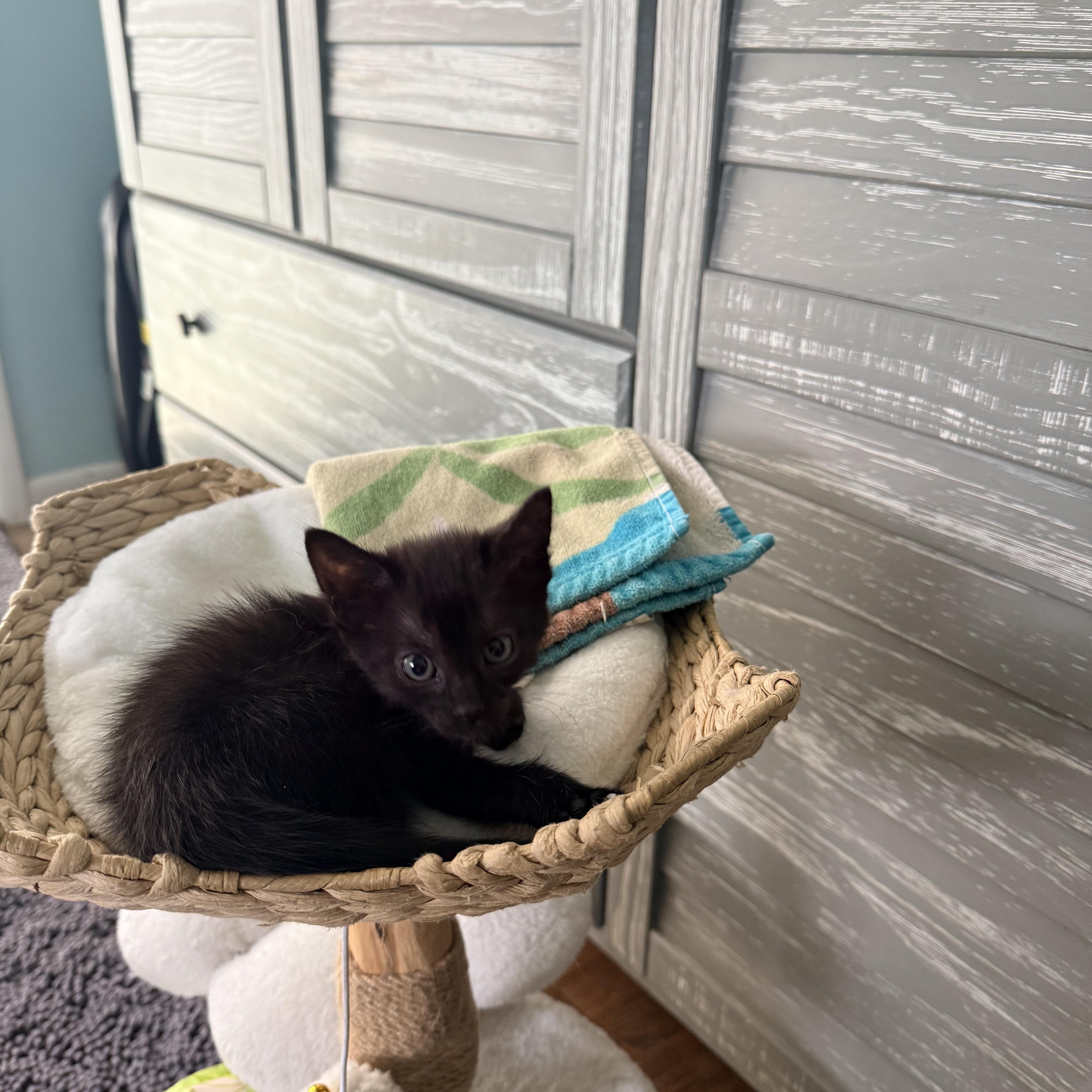 A baby large-sized female Black Domestic Medium Hair cat named Bagherra for adoption in White Lake, MI