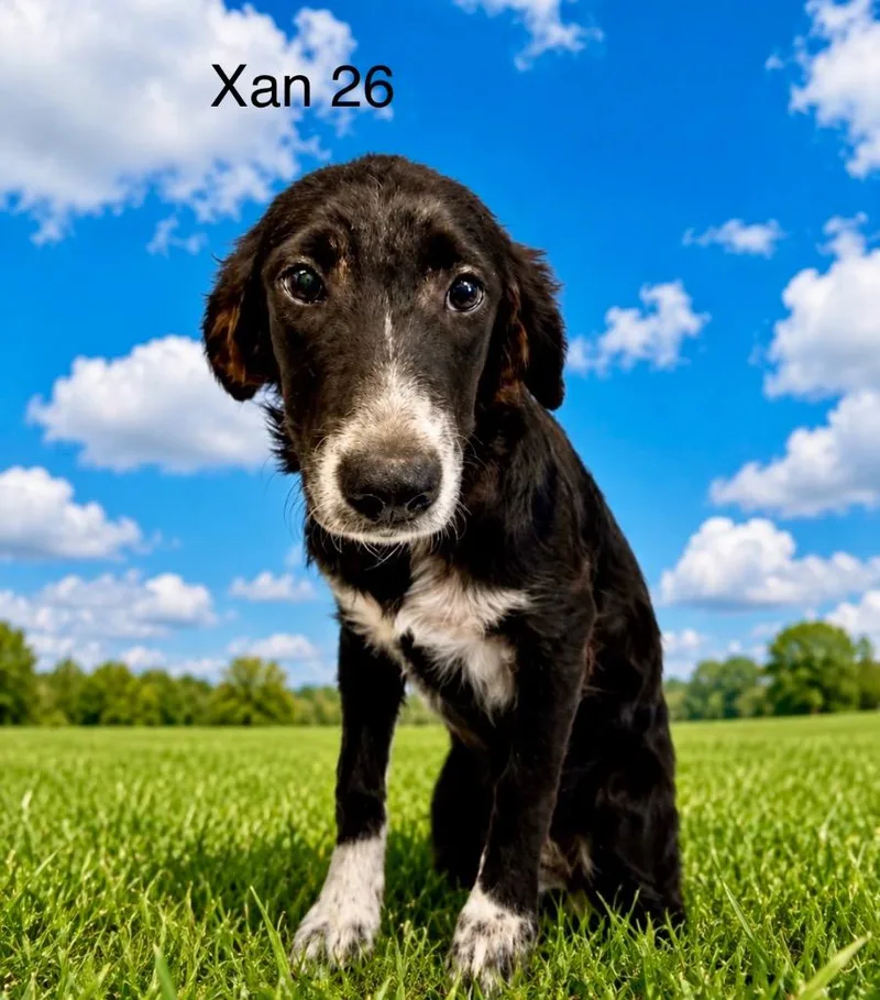 Xan thumbnail 3