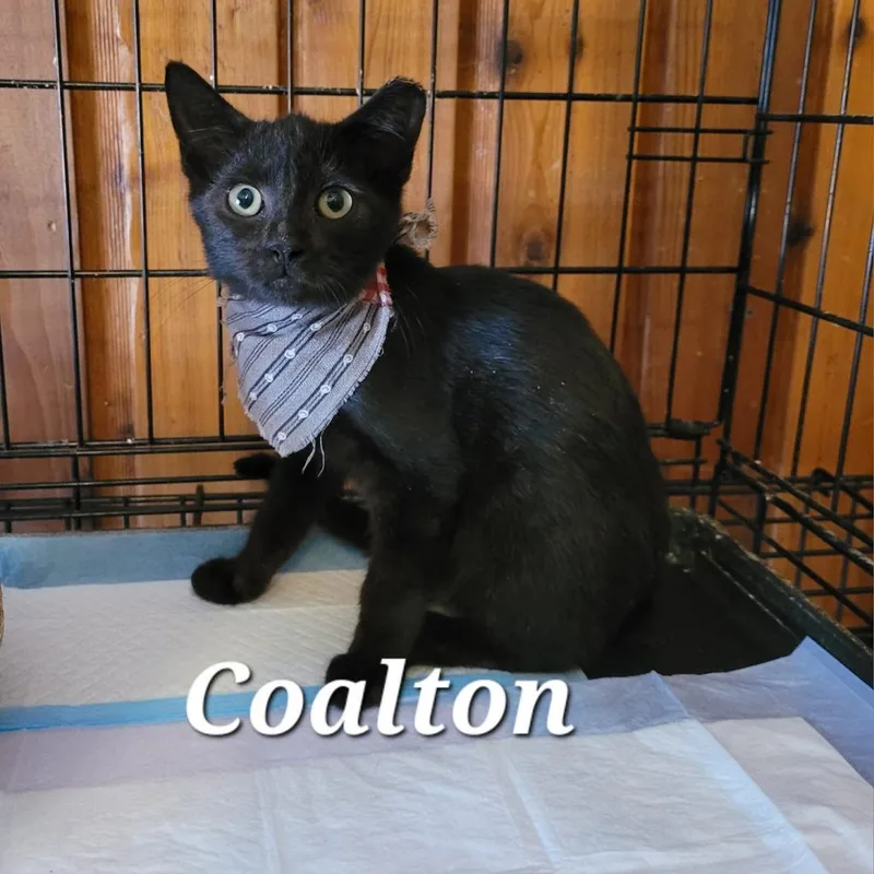 Coalton