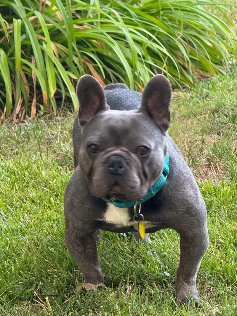 Albert