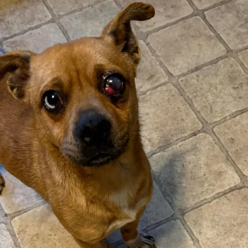 A young small-sized male Brown / Chocolate Jack Russell Terrier dog named Rooster for adoption in Lima, OH