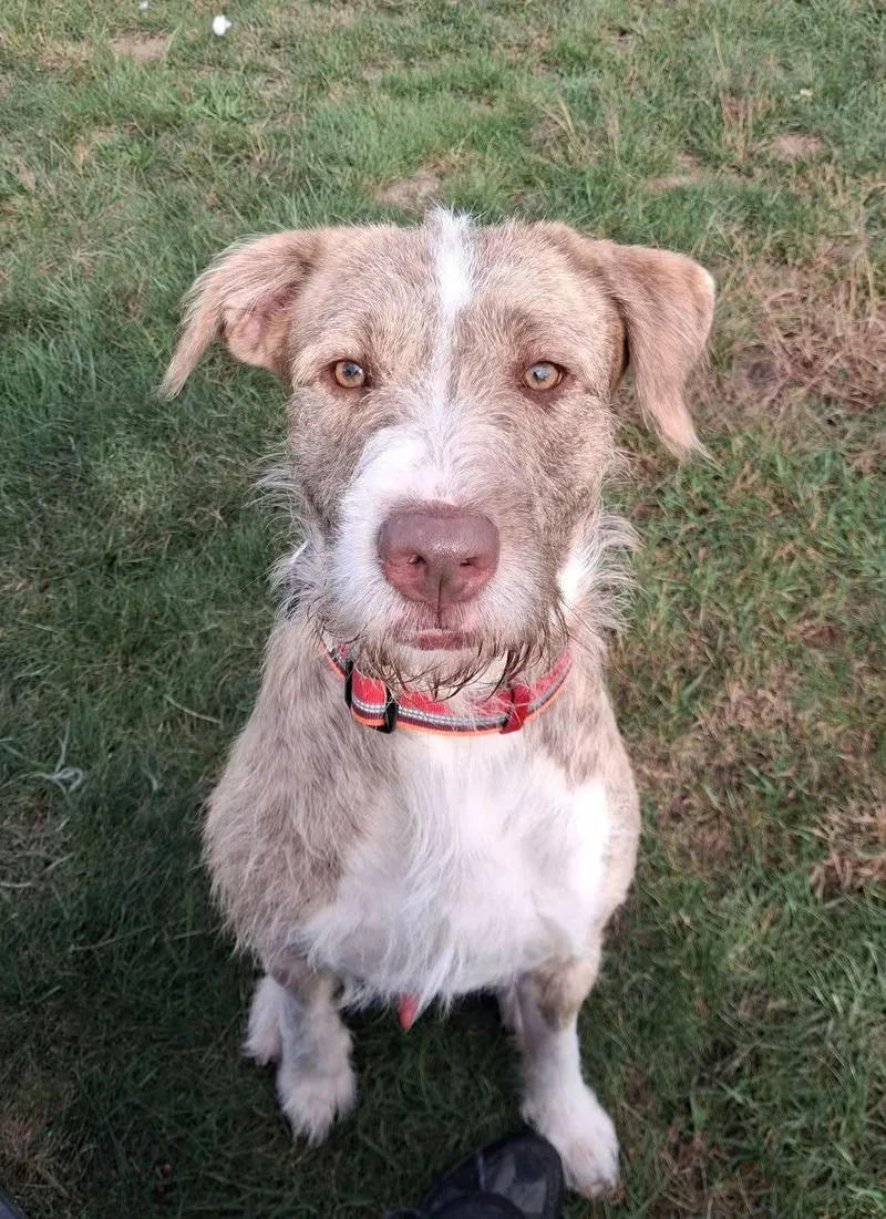An adult medium-sized male Wirehaired Pointing Griffon dog named Griff for adoption in Shelby, MI