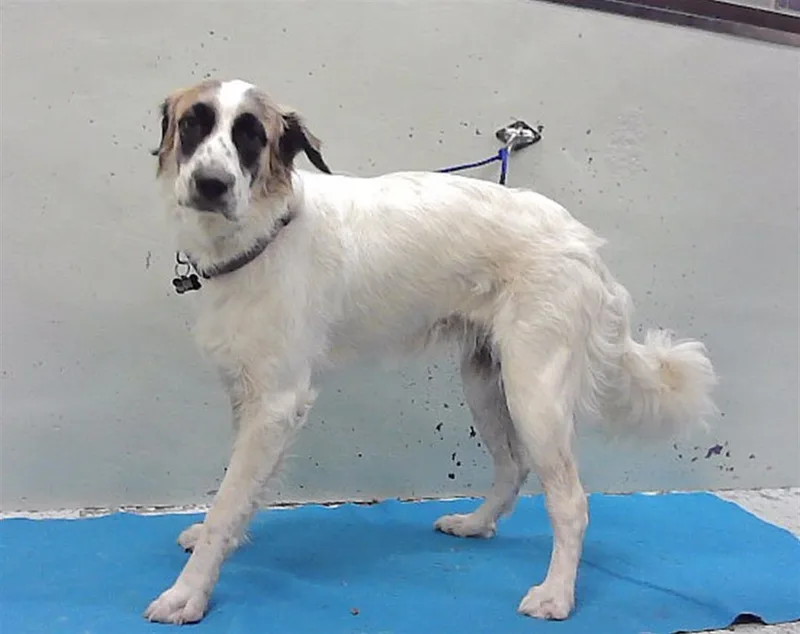 A young large-sized female Great Pyrenees dog named Ayla for adoption in Houston, TX