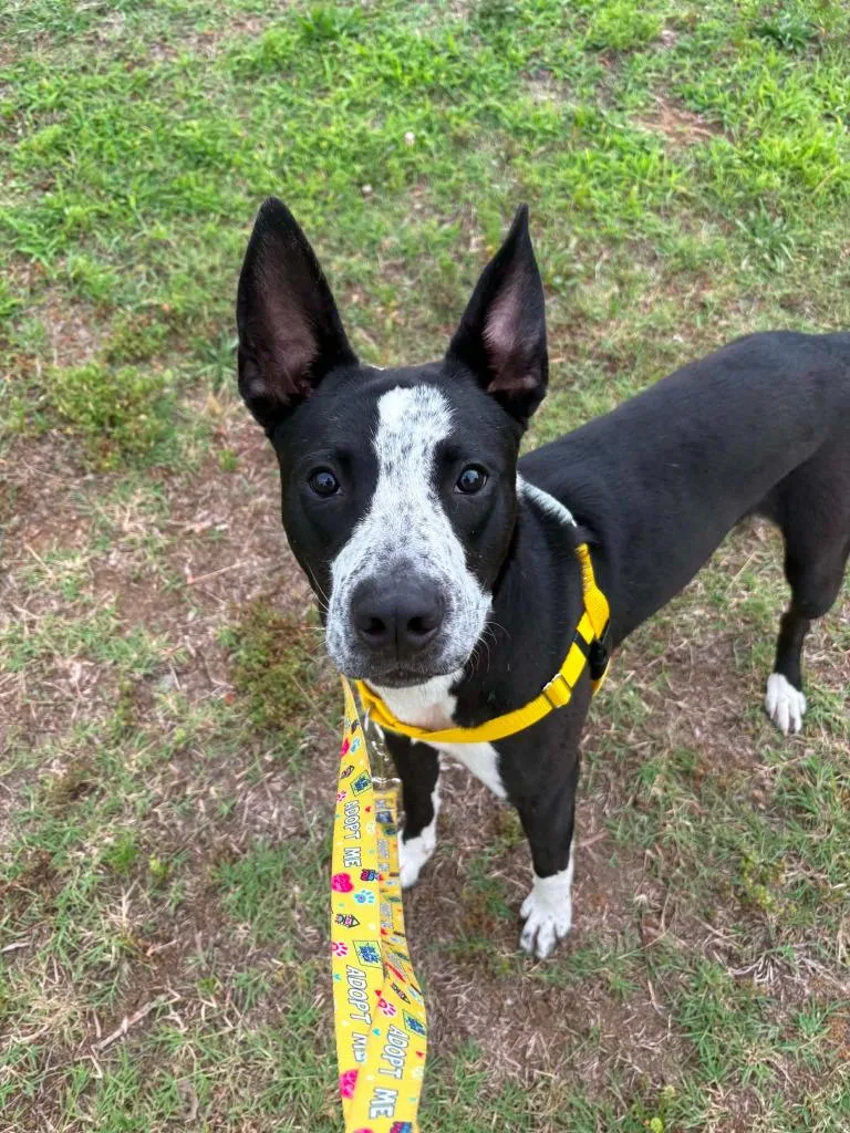 A young medium-sized male Terrier dog named Busta Rhymes for adoption in Fort Mill, SC