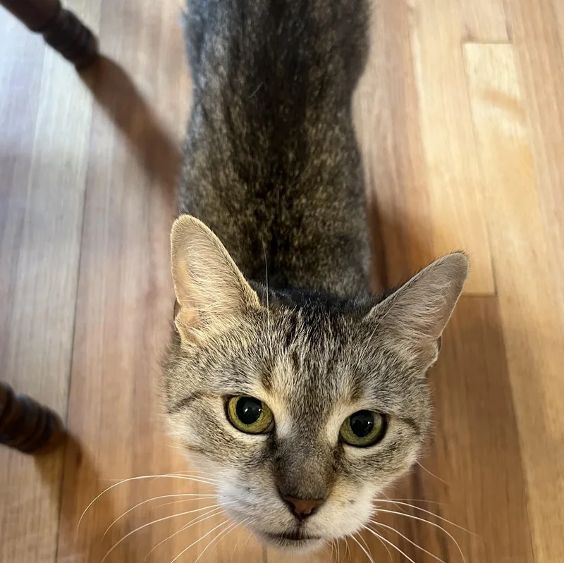 An adult medium-sized female Tabby (Brown / Chocolate) Domestic Short Hair cat named Valencia for adoption in Chicago, IL