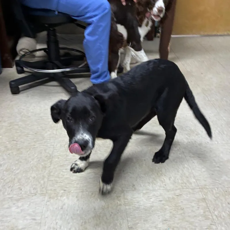An adult small-sized male Yellow / Tan / Blond / Fawn Mixed Breed dog named Randy Lee Rosco for adoption in Franklin, NC