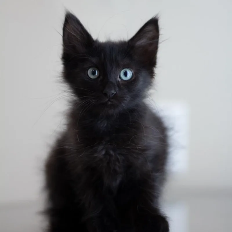 A baby small-sized female Domestic Medium Hair cat named Fia for adoption in Cumming, GA
