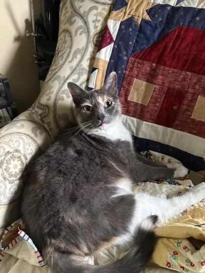 An adult medium-sized female Domestic Short Hair cat named Iris for adoption in Pequot Lakes, MN