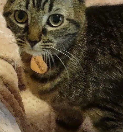 Squirt
