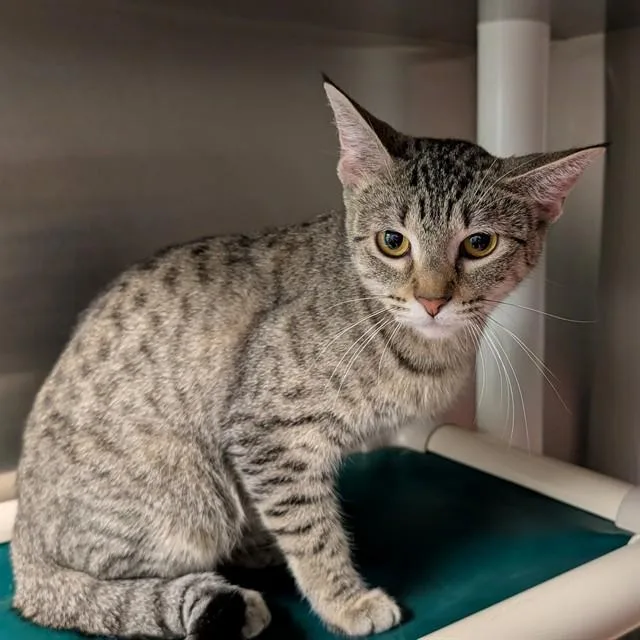 An adult medium-sized female Domestic Short Hair cat named Nala A for adoption in Plano, TX