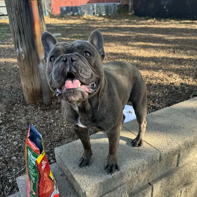 An adult small-sized male French Bulldog dog named Jolly Roger D for adoption in Princeton, MN
