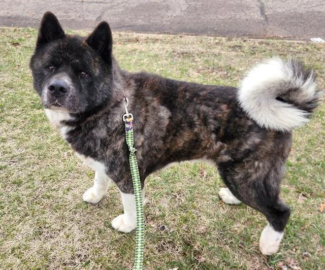 An adult large-sized male Akita dog named Grizz for adoption in Minneapolis, MN