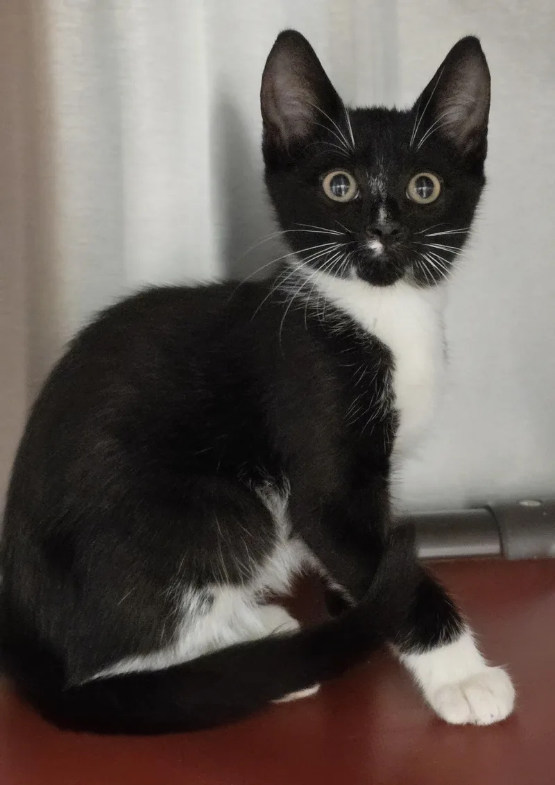 A baby large-sized male Black Domestic Short Hair cat named Jesse for adoption in Amityville, NY