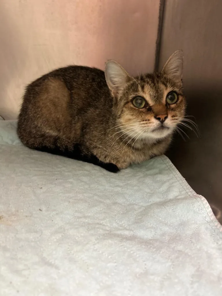 A young medium-sized female Domestic Short Hair cat named Lorelai for adoption in Morgantown, KY
