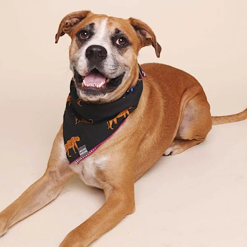 A senior large-sized male Yellow / Tan / Blond / Fawn Boxer dog named Otto for adoption in Salt Lake City, UT