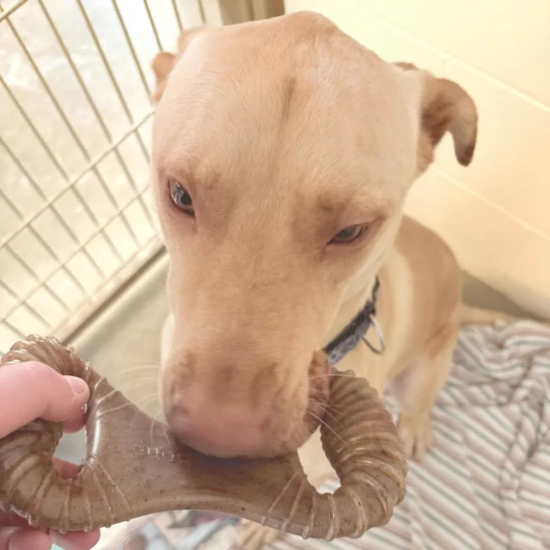 An adult large-sized male Yellow / Tan / Blond / Fawn Labrador Retriever dog named Teddy for adoption in Dover, NH