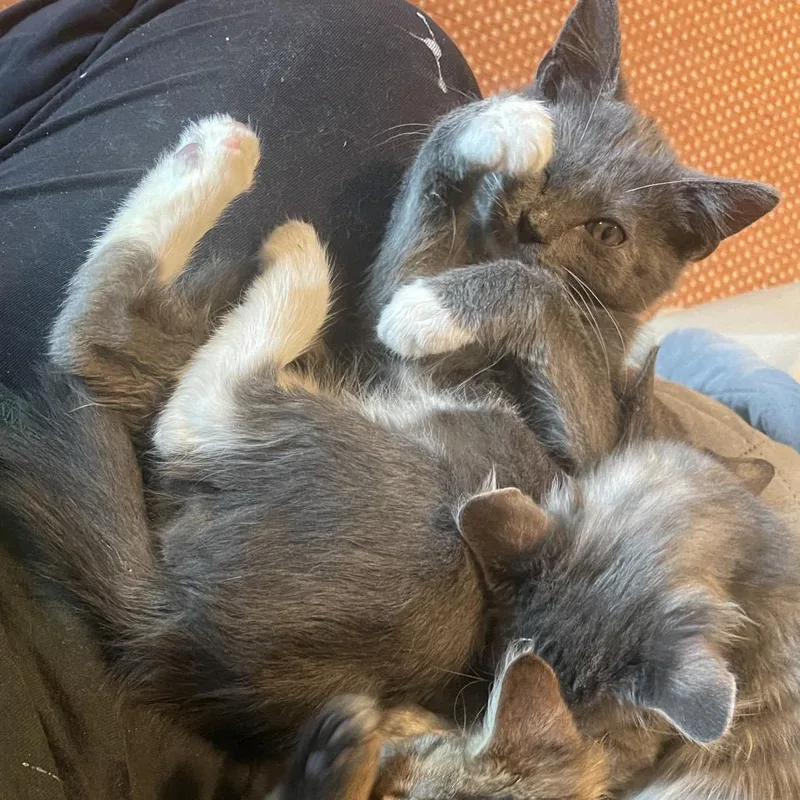 A baby small-sized male Gray / Blue / Silver Domestic Short Hair cat named Gordon Whitefoot for adoption in Durham, NC