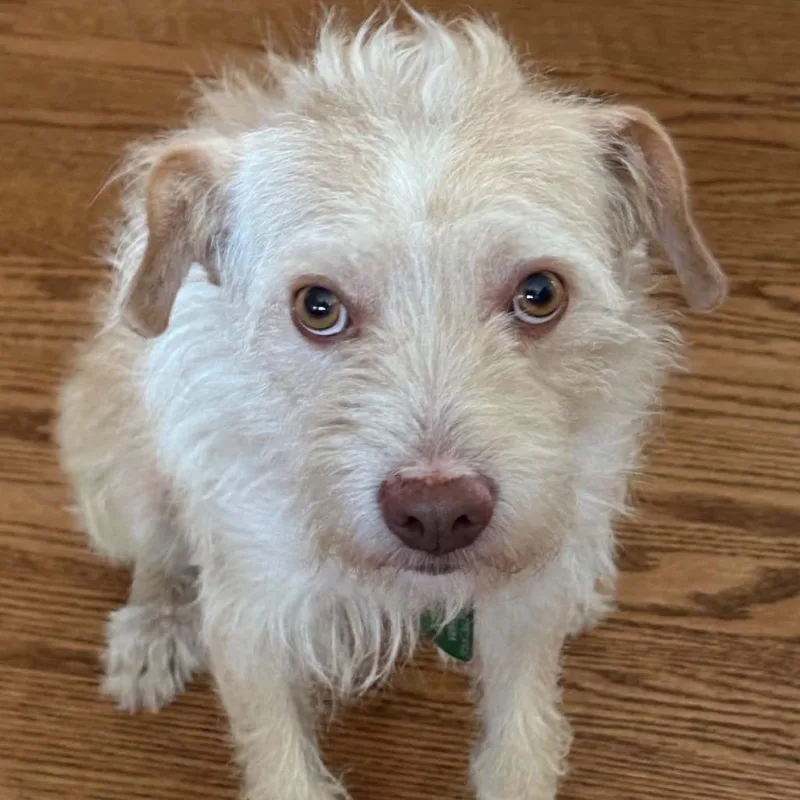 An adult medium-sized male Yellow / Tan / Blond / Fawn Terrier dog named Reko for adoption in Wichita, KS