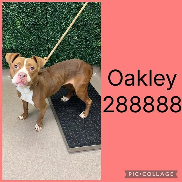 A young medium-sized female Mixed Breed dog named Oakley for adoption in Macon, GA