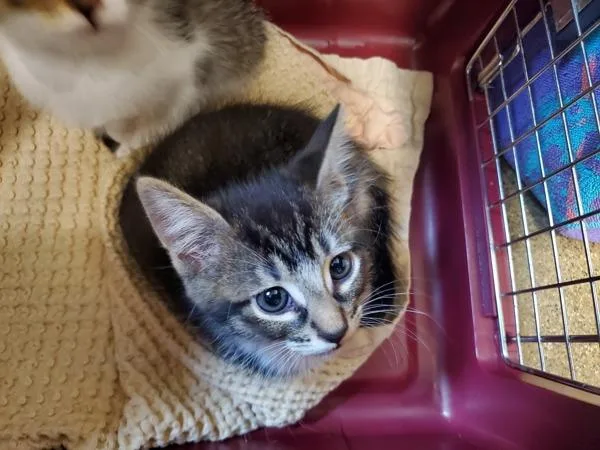 A baby medium-sized male Domestic Short Hair cat named Wally West for adoption in Oceanside, CA