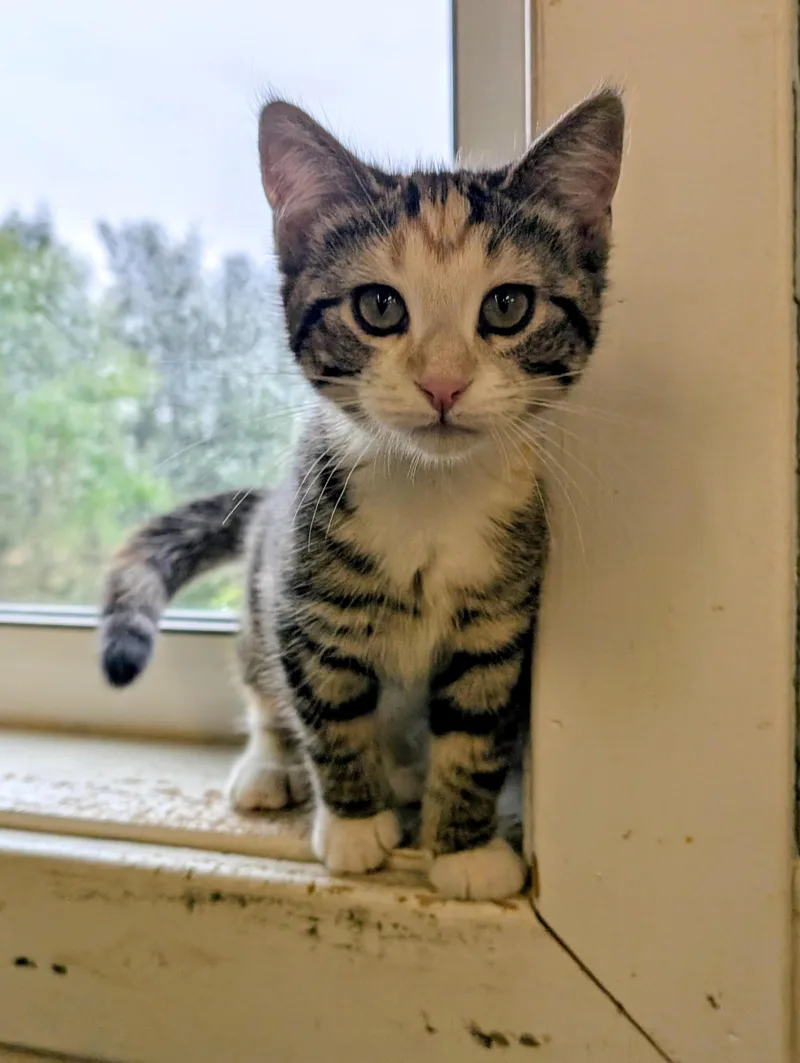A baby small-sized female Tabby (Buff / Tan / Fawn) Domestic Short Hair cat named Ichigo for adoption in Somerset, PA