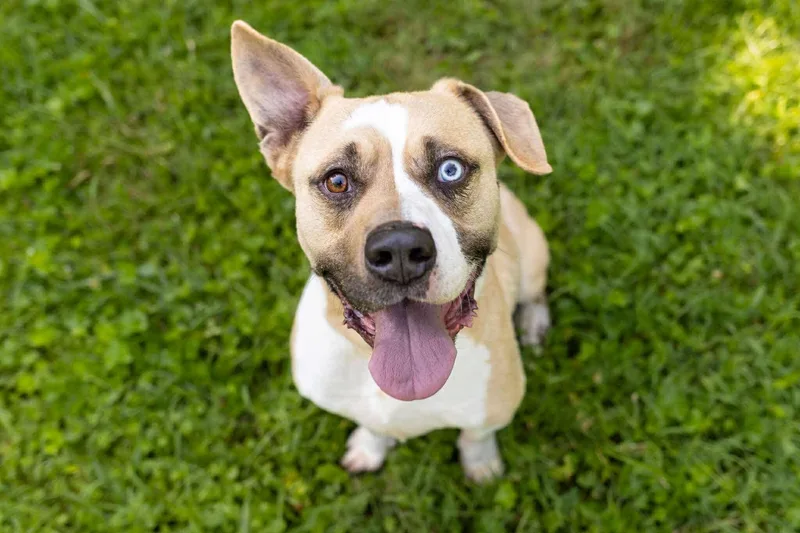 Meatball thumbnail 2