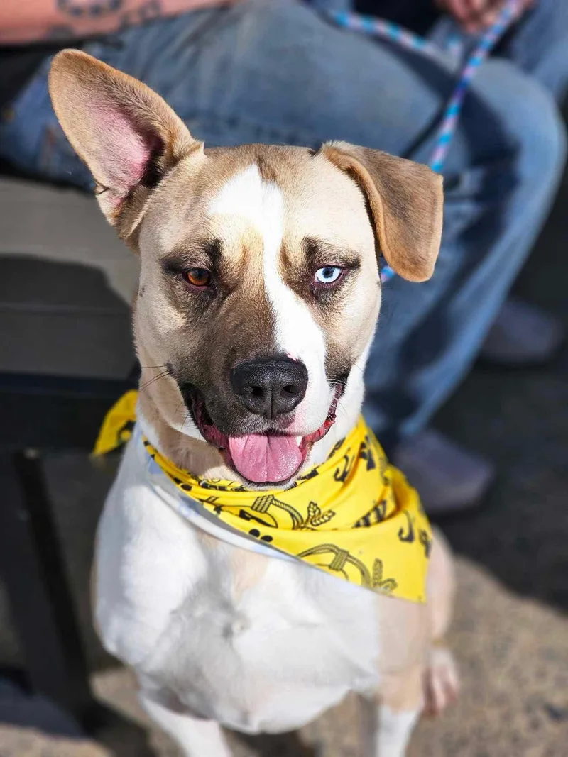 Meatball thumbnail 4